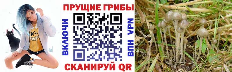 Галлюциногенные грибы прущие грибы  Омск 